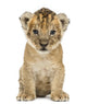 Lion cub, 4 weeks old, isolated on white Wall Decal