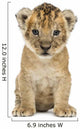 Lion cub, 4 weeks old, isolated on white Wall Decal