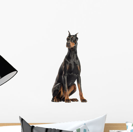 Doberman Pinscher sitting, looking away, isolated on white Wall Decal