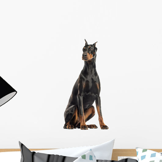 Doberman Pinscher sitting, looking away, isolated on white Wall Decal