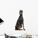 Doberman Pinscher sitting, looking away, isolated on white Wall Decal