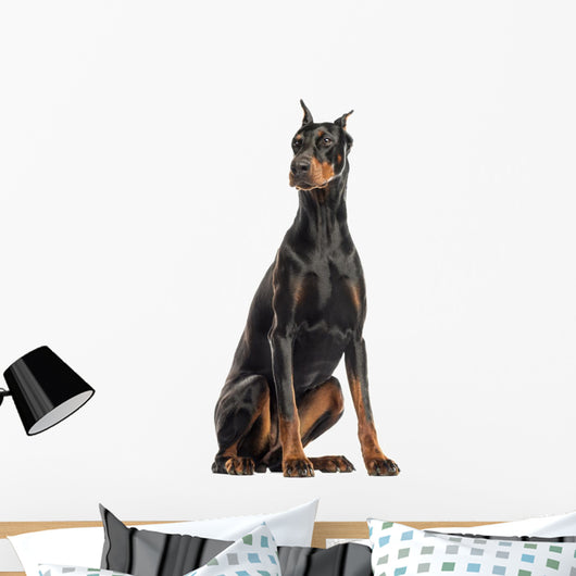 Doberman Pinscher sitting, looking away, isolated on white Wall Decal