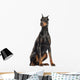 Doberman Pinscher sitting, looking away, isolated on white Wall Decal
