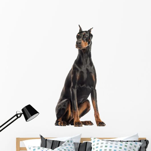 Doberman Pinscher sitting, looking away, isolated on white Wall Decal