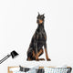 Doberman Pinscher sitting, looking away, isolated on white Wall Decal