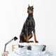 Doberman Pinscher sitting, looking away, isolated on white Wall Decal