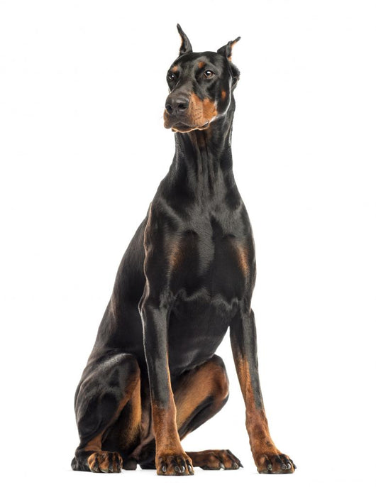Doberman Pinscher sitting, looking away, isolated on white Wall Decal