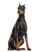 Doberman Pinscher sitting, looking away, isolated on white Wall Decal