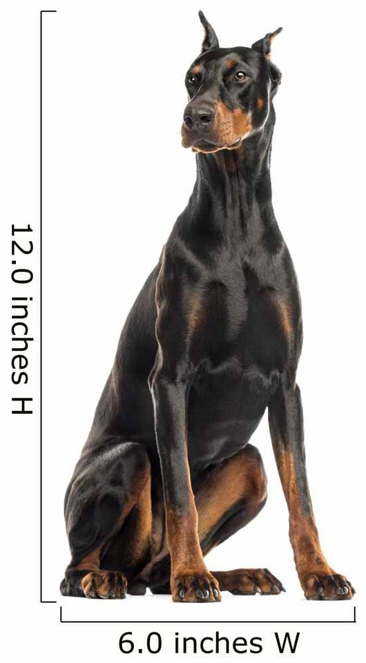 Doberman Pinscher sitting, looking away, isolated on white Wall Decal