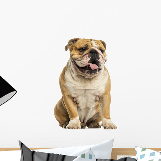 English Bulldog Sitting, Panting, Isolated on White Wall Decal
