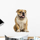 English Bulldog Sitting, Panting, Isolated on White Wall Decal