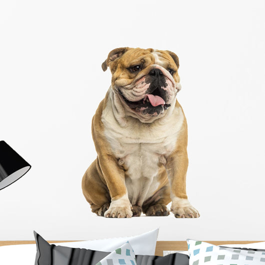 English Bulldog Sitting, Panting, Isolated on White Wall Decal