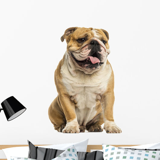 English Bulldog Sitting, Panting, Isolated on White Wall Decal