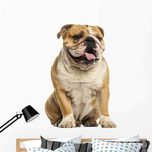 English Bulldog Sitting, Panting, Isolated on White Wall Decal