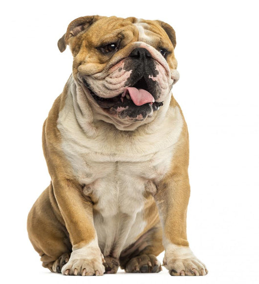 English Bulldog Sitting, Panting, Isolated on White Wall Decal
