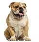 English Bulldog Sitting, Panting, Isolated on White Wall Decal