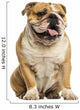 English Bulldog Sitting, Panting, Isolated on White Wall Decal