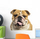 Close-up of an English Bulldog Panting, Isolated on White Wall Decal