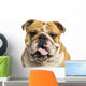 Close-up of an English Bulldog Panting, Isolated on White Wall Decal