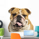 Close-up of an English Bulldog Panting, Isolated on White Wall Decal