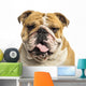 Close-up of an English Bulldog Panting, Isolated on White Wall Decal