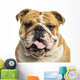 Close-up of an English Bulldog Panting, Isolated on White Wall Decal