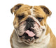 Close-up of an English Bulldog Panting, Isolated on White Wall Decal