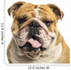 Close-up of an English Bulldog Panting, Isolated on White Wall Decal