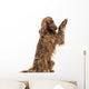 Irish Setter sitting, pawing up, isolated on white Wall Decal