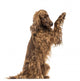 Irish Setter sitting, pawing up, isolated on white Wall Decal