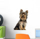Yorkshire terrier sitting, looking at the camera, isolated 
