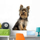 Yorkshire terrier sitting, looking at the camera, isolated 