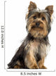 Yorkshire terrier sitting, looking at the camera, isolated 