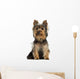 Yorkshire Terrier Sitting, Isolated on White 
