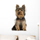 Yorkshire Terrier Sitting, Isolated on White 