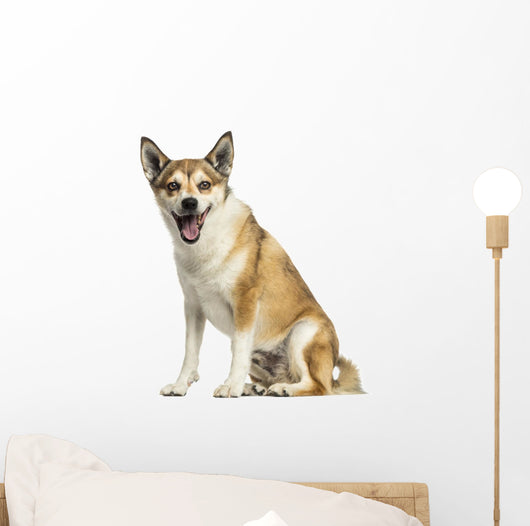 Norwegian Lundehund Panting, Sitting, Isolated on White Wall Decal
