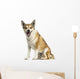 Norwegian Lundehund Panting, Sitting, Isolated on White Wall Decal