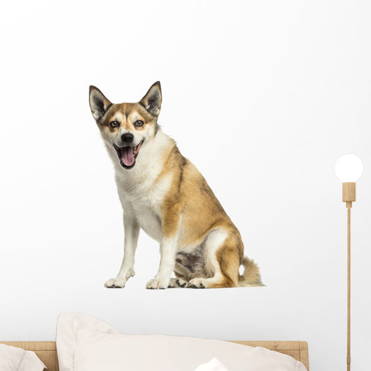 Norwegian Lundehund Panting, Sitting, Isolated on White Wall Decal