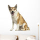 Norwegian Lundehund Panting, Sitting, Isolated on White Wall Decal