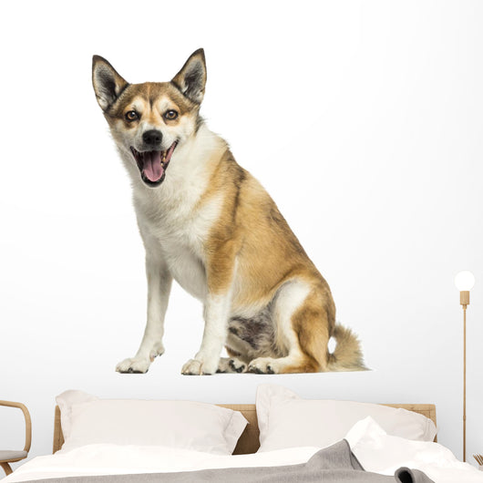 Norwegian Lundehund Panting, Sitting, Isolated on White Wall Decal
