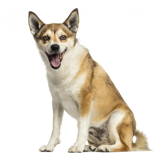 Norwegian Lundehund Panting, Sitting, Isolated on White Wall Decal