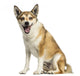 Norwegian Lundehund Panting, Sitting, Isolated on White Wall Decal