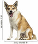 Norwegian Lundehund Panting, Sitting, Isolated on White Wall Decal