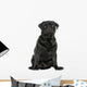 Pug sitting, isolated on white Wall Decal