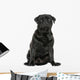Pug sitting, isolated on white Wall Decal