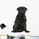 Pug sitting, isolated on white Wall Decal