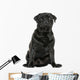 Pug sitting, isolated on white Wall Decal