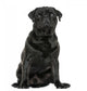 Pug sitting, isolated on white Wall Decal