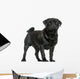 Side View of a Pug Standing, Isolated on White 