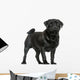Side View of a Pug Standing, Isolated on White 
